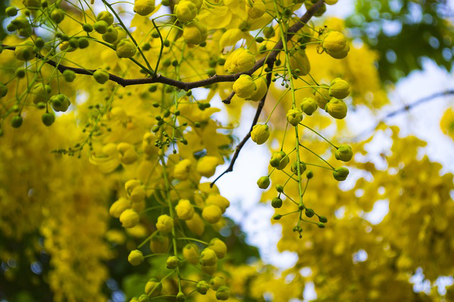 Golden Flower shower tree 2